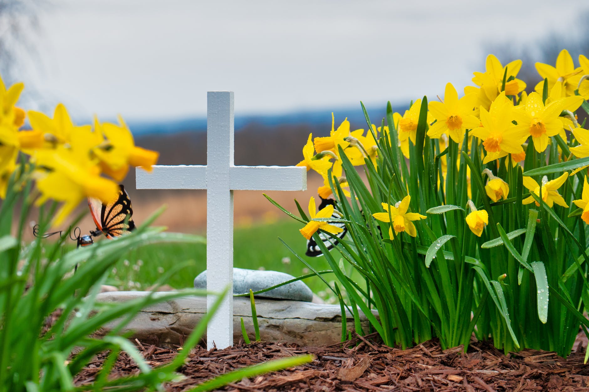 christian cross surrounded by daffodils